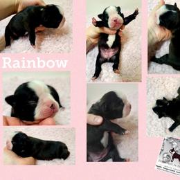 Boston Terrier Puppies from Diamonds In The Ruff Boston Terriers