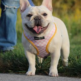 Fortune - French Bulldog