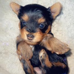 Yorkshire Terrier Puppies from The Moore Dior Line