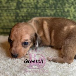 Grestch - Dapple female Dachshund puppy in Lexington, Oklahoma from BooneDox Miniature Dachshunds