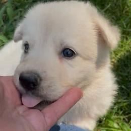 Tesla - White female German Shepherd puppy in Yuba City, California from Barton’s German Shepherds