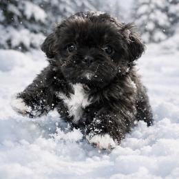 Sadie - Blue and white female Shih Tzu puppy in Hialeah, Florida from South East Coast Angels Shih Tzus