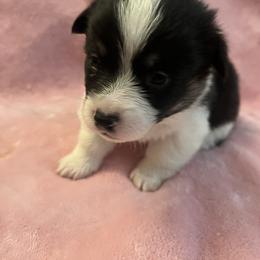 Pembroke Welsh Corgi Puppies from Simply loved corgis