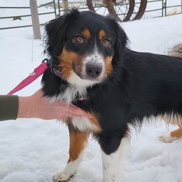 Whisper - Australian Shepherd