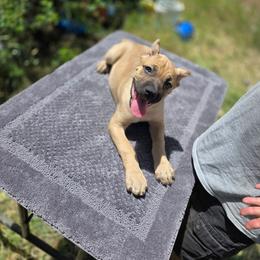 Molly - Fawn female Cane Corso puppy in Klamath Falls, Oregon from Sharon Lloyd
