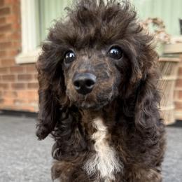 Rusty Girl - Sable female Poodle puppy in Southfield, Michigan from Standard Hearts