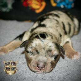 Spur - Blue merle male Miniature Australian Shepherd puppy in El Dorado Springs, Missouri from HP Aussie Kennels