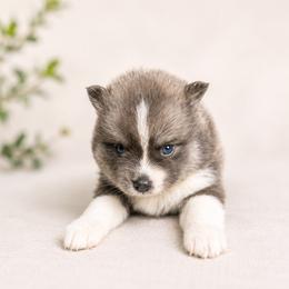 Crumpet - Blue female Pomsky puppy in Coos Bay, Oregon from Ocean View Pomskies