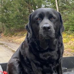 Labrador Retrievers from Sunny Hill Farm Labradors