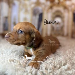 Diamond - Red male Dachshund puppy in Rainier, Oregon from Doxies in Wonderland