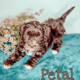 Petal - Chocolate female Australian Labradoodle puppy in Decatur, Alabama from Southern Meadows Doodles