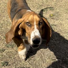 Duke - Basset Hound