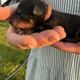 Brown collar - Phantom male Bernedoodle puppy in Cody, Wyoming from Yellowstone Breeders