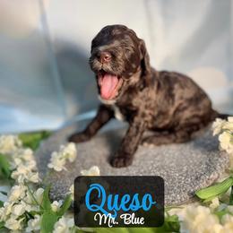 Queso - Chocolate male Australian Labradoodle puppy in Richmond, Kentucky from Happy Time Doodles