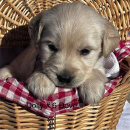 6 Dove - Light golden female Golden Retriever puppy in Kuna, Idaho from Golden Kisses Golden Retrievers