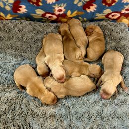 Golden Retriever and Yorkshire Terrier Puppies from Ashley Zumbach