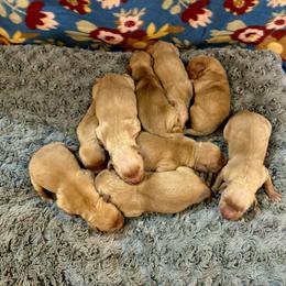 Golden Retriever and Yorkshire Terrier Puppies from Ashley Zumbach