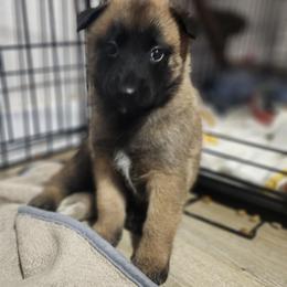 O'Malley - Red sable male Belgian Malinois puppy in Portage, Wisconsin from Rock 'n Wool Aussies & Malinois