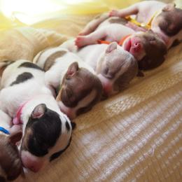 Teddy Roosevelt Terrier puppies from Wabbitfire Teddy Roosevelt Terriers