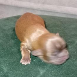 Missy 1 - Chocolate female Shih Tzu puppy in Grand Prairie, Texas from R&R Shih-Tzus & Stud Services