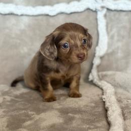 Girl 1 - Dapple female Dachshund puppy in Brandon, Florida from Knights Dachshunds