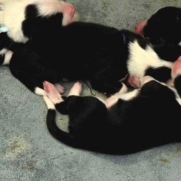Girl 3 - Black and white female Border Collie puppy in Live Oak, Florida from K&R RANCH KENNELS