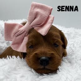 Senna - Red  female Goldendoodle puppy in Eagle Mountian, Utah from The Puppy Family