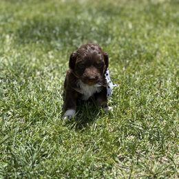Boy 3 - Brown and white male Aussiedoodle puppy in Junction, Utah from Sugar Doodles