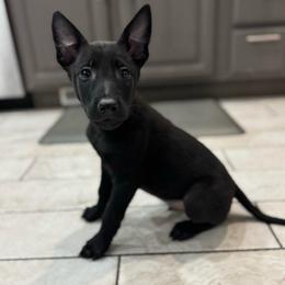 Light Blue - Black male Belgian Malinois puppy in Muskegon, Michigan from Red Acres Working Line K9s