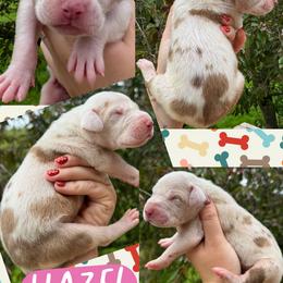 HAZEL - Chocolate and white female Great Dane puppy in Wellsville, New York from Prophecy Danes