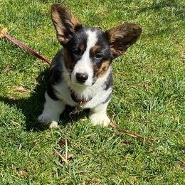 Cardigan Welsh Corgi Puppies from Liberty Valley Farm