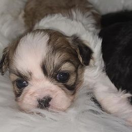 Shih Tzus from Bobbie's Pups