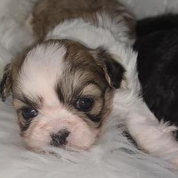 Shih Tzus from Bobbie's Pups