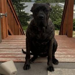 Epona - Cane Corso