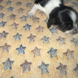 CS - Piebald male Dachshund puppy in Topeka, Kansas from CJs Dachshunds
