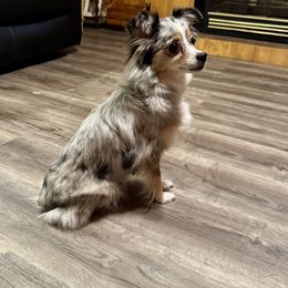 Tinker - Australian Shepherd