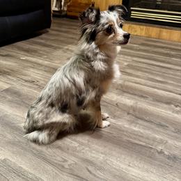 Tinker - Australian Shepherd