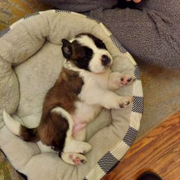Saint Bernard Puppies from Fizzy Saints
