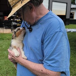 Miniature American Shepherd Puppies from MorningStar Miniature American Shepherds