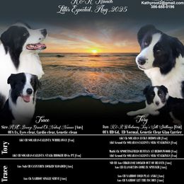 Border Collie puppies from K&R RANCH KENNELS