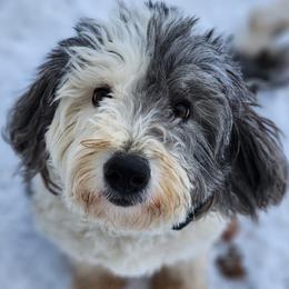 Gypsy - Sheepadoodle