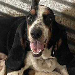 Callie - Basset Hound
