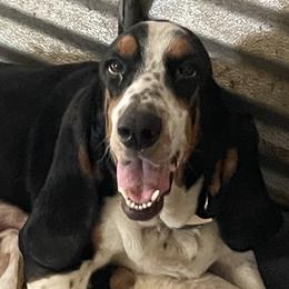 Callie - Basset Hound