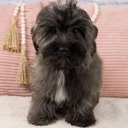 Cola - Brown male Maltipoo puppy in Salt Lake City, Utah from My Doodle Puppy