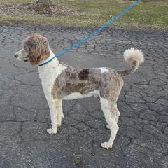 Winston - Poodle