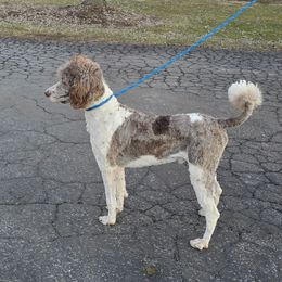 Winston - Poodle