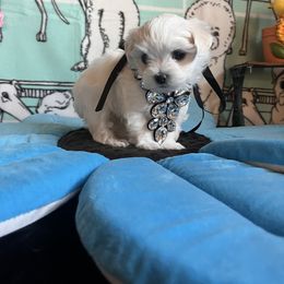 Astra - White and lemon female Maltese puppy in Hesperia, California from House of Poodles