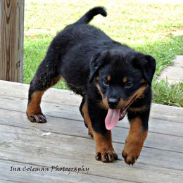 Black and Tan Coonhound and Rottweiler Puppies from Vom Heldenhaft Rottweilers