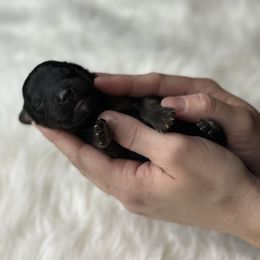 Light green collar - Black tri-color male Aussiedoodle puppy in Fairmount, Georgia from Muscadine Meadows Farm