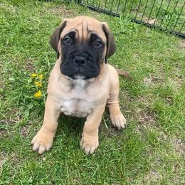 Una - Red female Bullmastiff puppy in South Attleboro, Massachusetts from Bessettes Bullies
